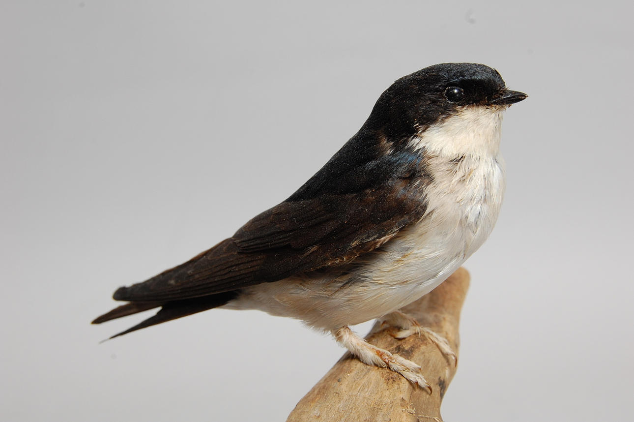 HUSSVALA, uppstoppad.