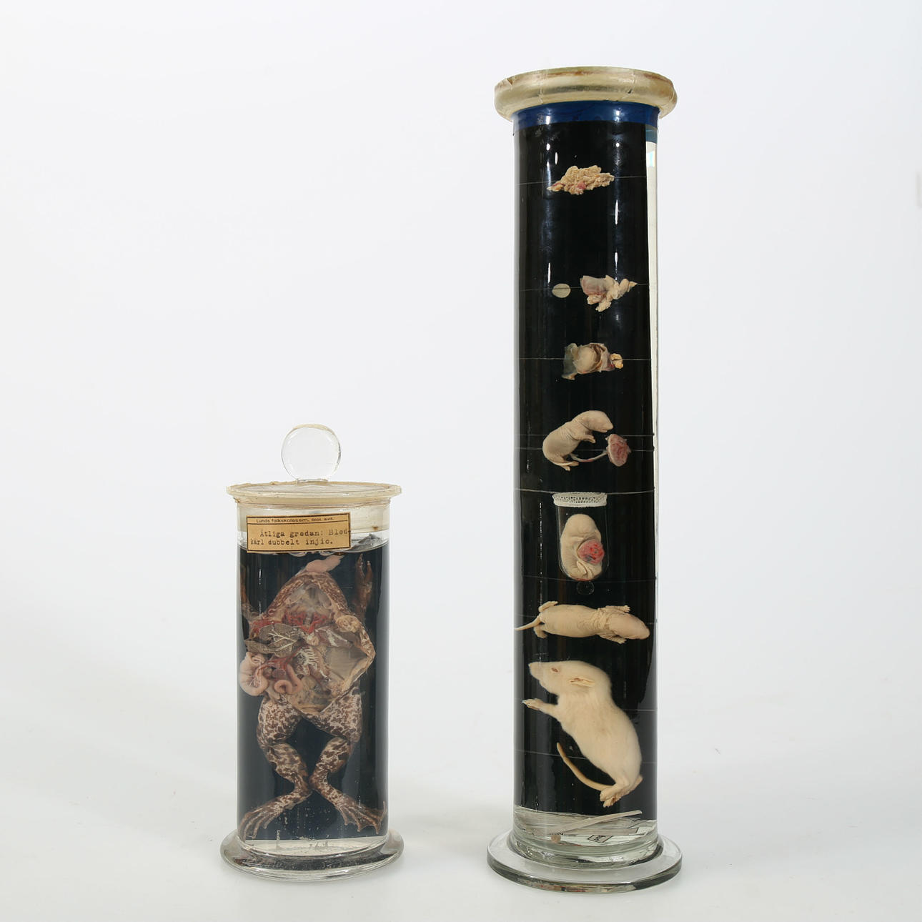 PRESERVED ANIMALS, in glass columns with formalin, first half of the 20th century.