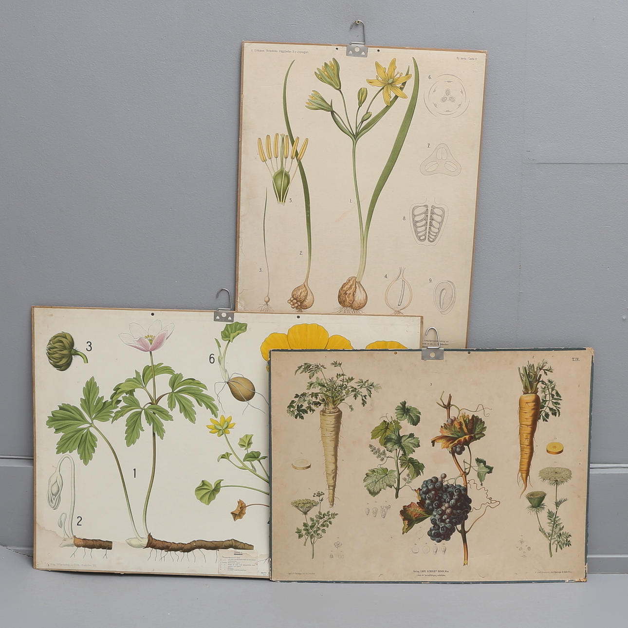 SCHULKARTEN, 3 STK, Botanik, erste Hälfte des 20. Jahrhunderts.