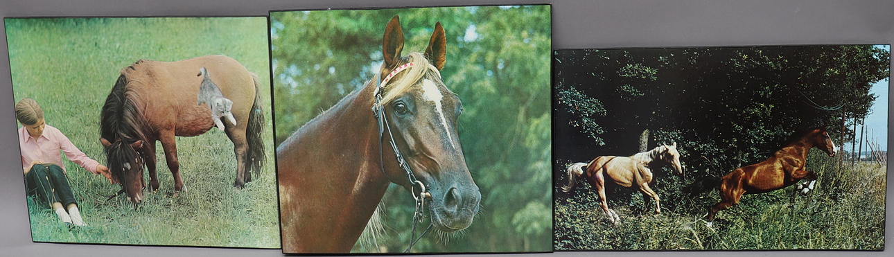 EINAR ANDERSSON. 3 hestefotos, Einar Andersson pressefoto.
