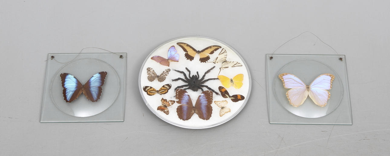 DEKORATIONSTAVLOR, 3 st, med fjärilar samt tarantella.