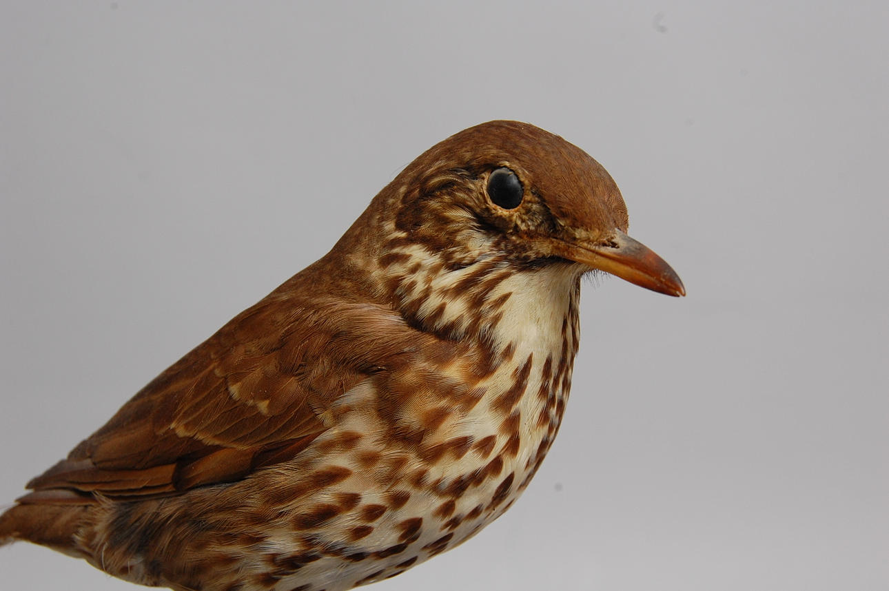 TALTRAST, uppstoppad Rögle, 1921.