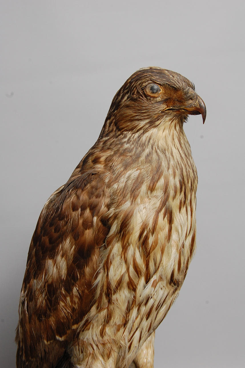 HÖK, uppstoppad 21/2 1922.