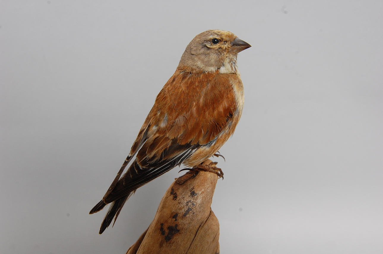 HÄMPLING, uppstoppad.