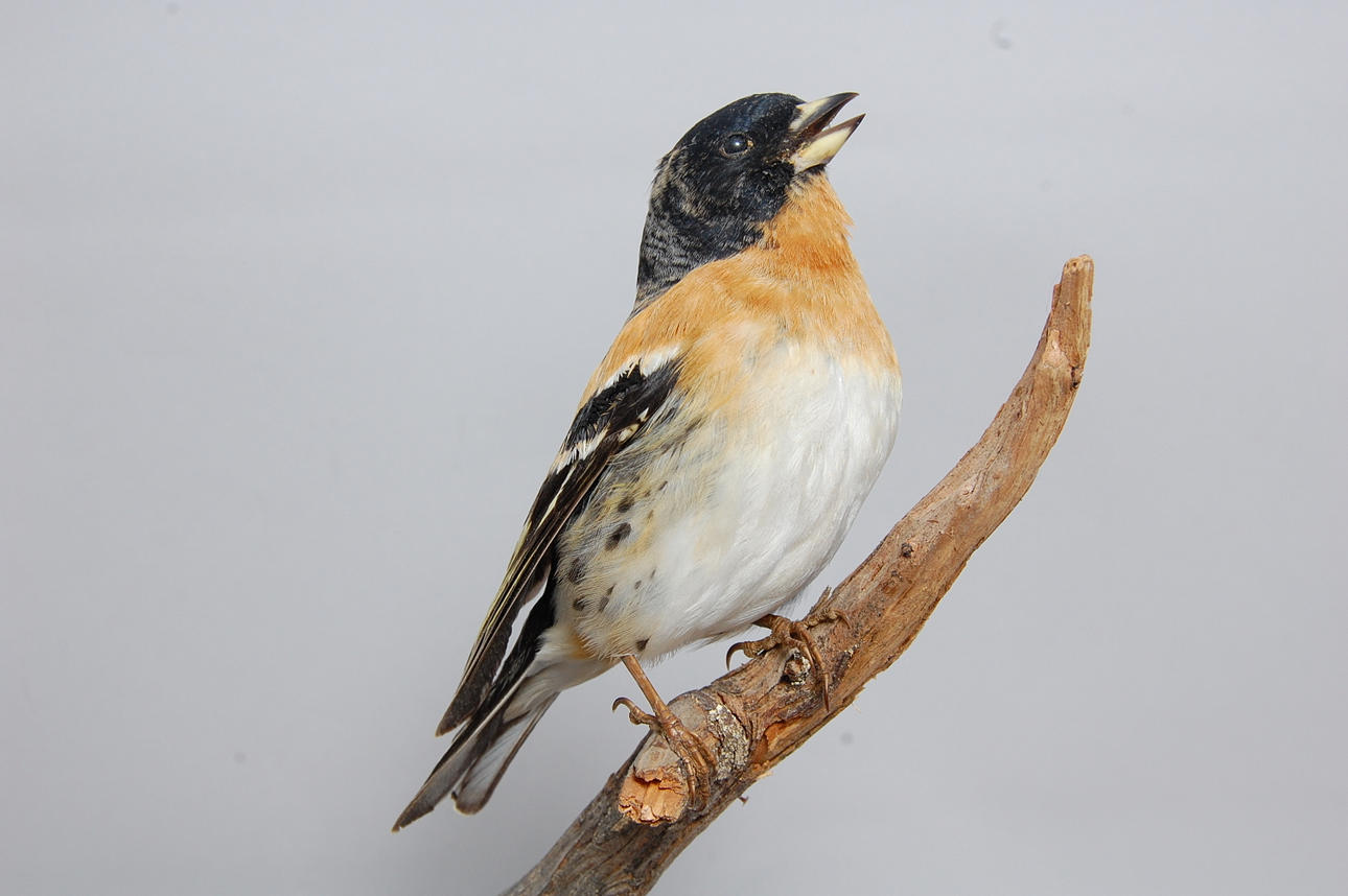 BERGFINK, uppstoppad.