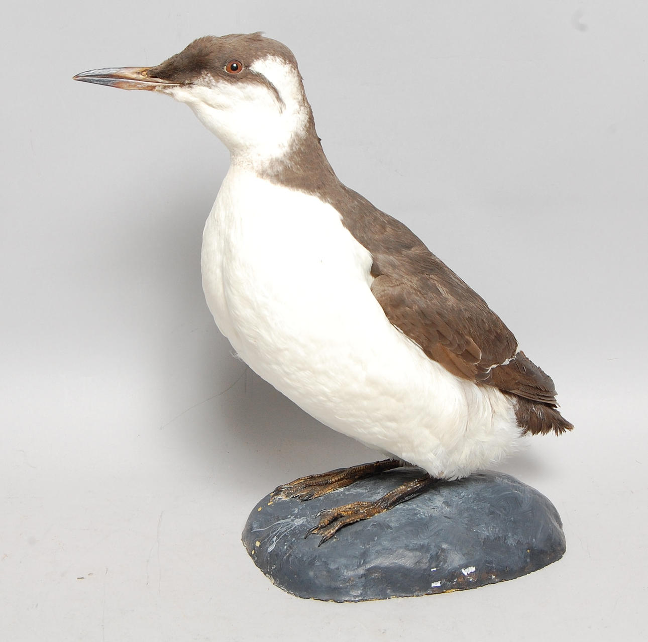 SILLGRISSLA i vinterdräkt, uppstoppad.