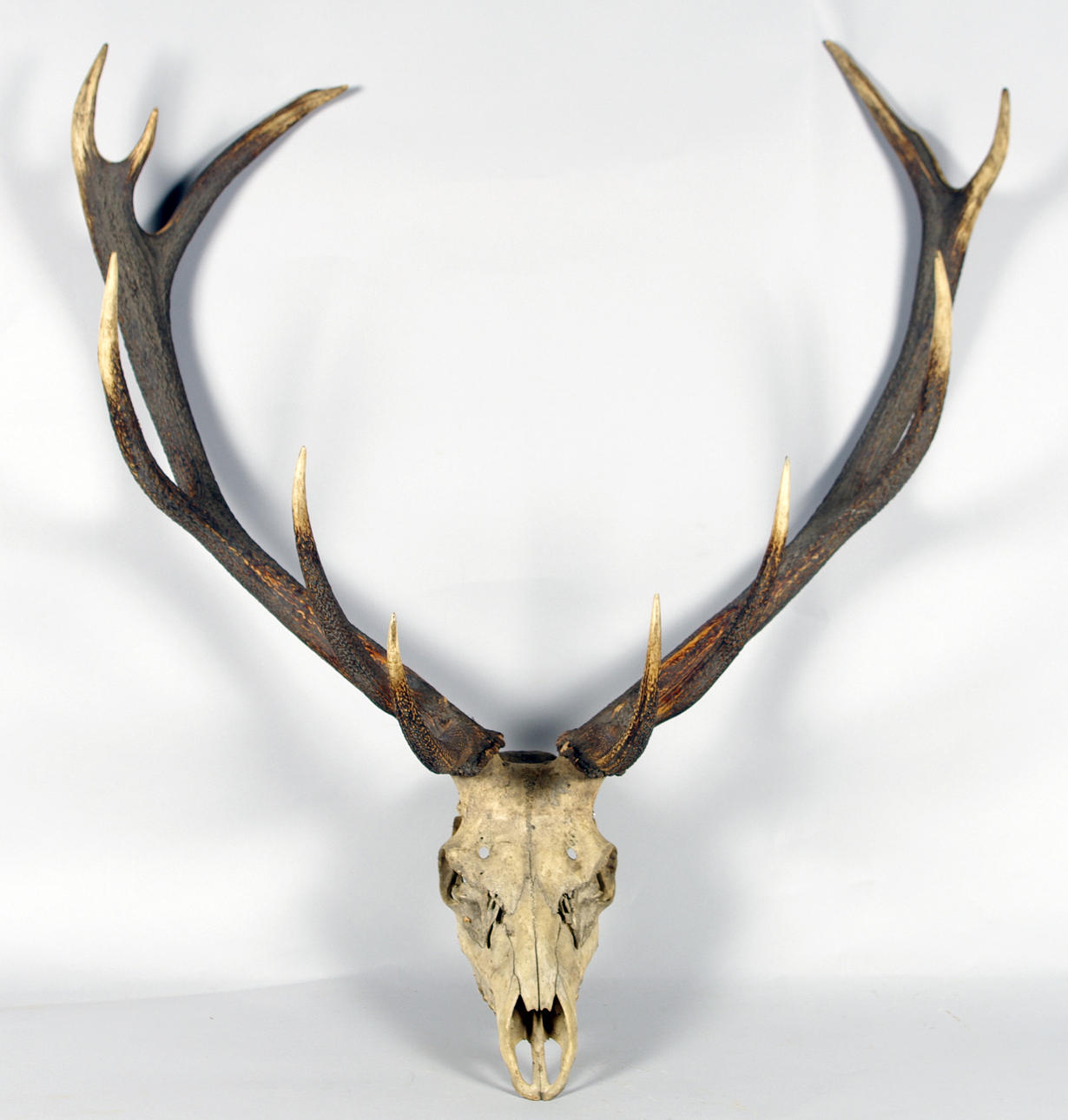 JAKTTROFFÉ, troligen hjort.