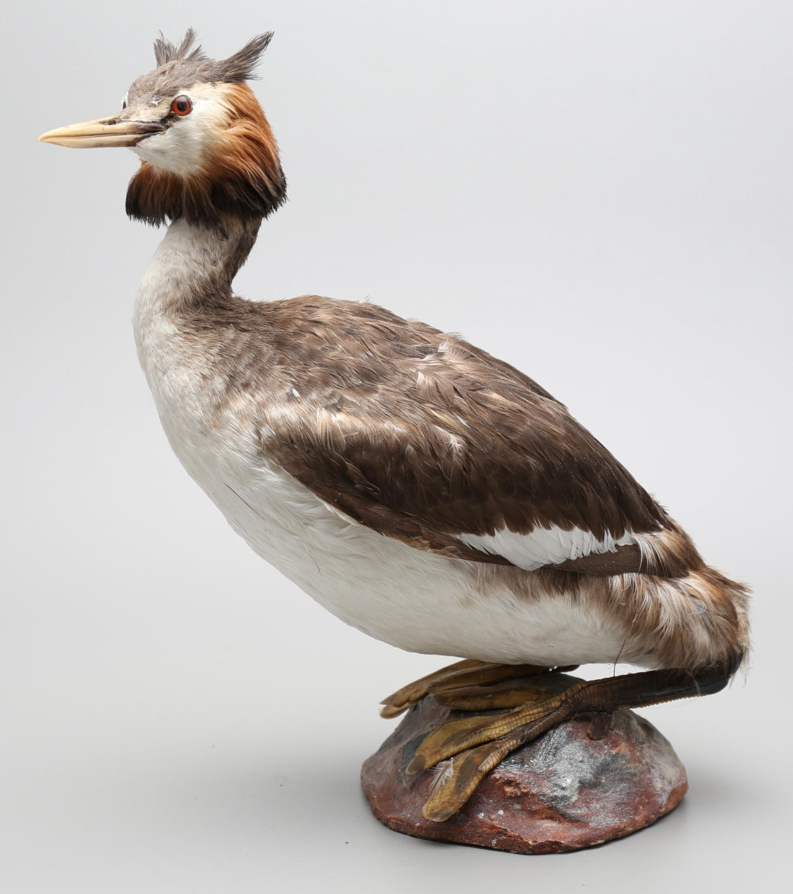 UPPSTOPPAD SKÄGGDOPPING.