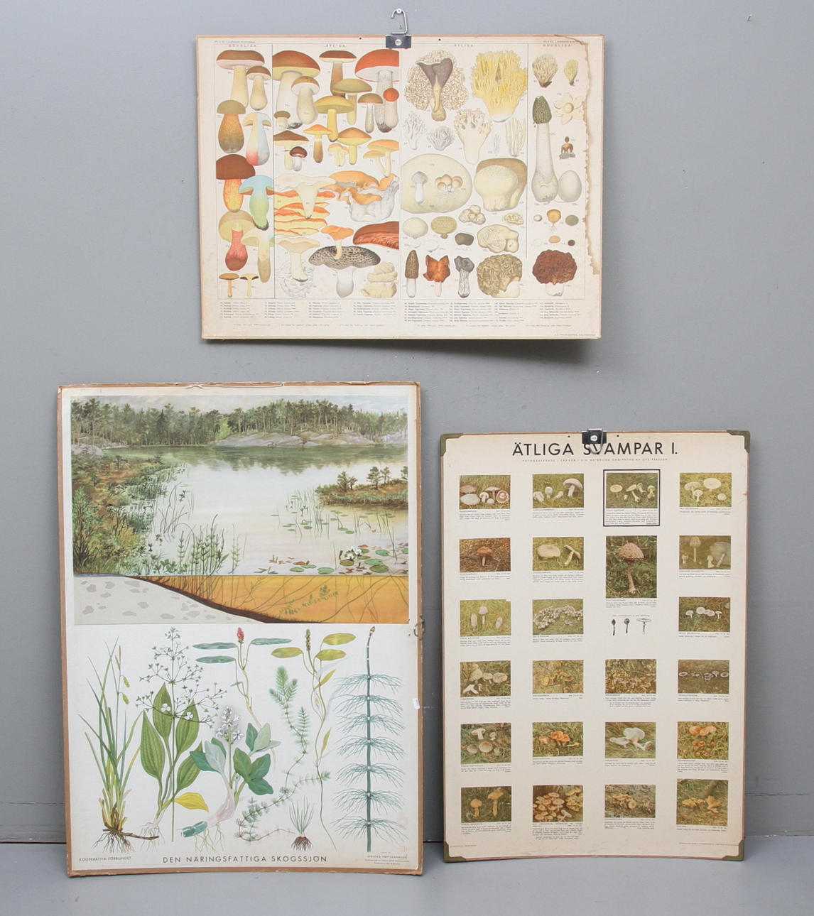 SKOLAFFISCHER, 3 st, Botanik, 1900-tal.