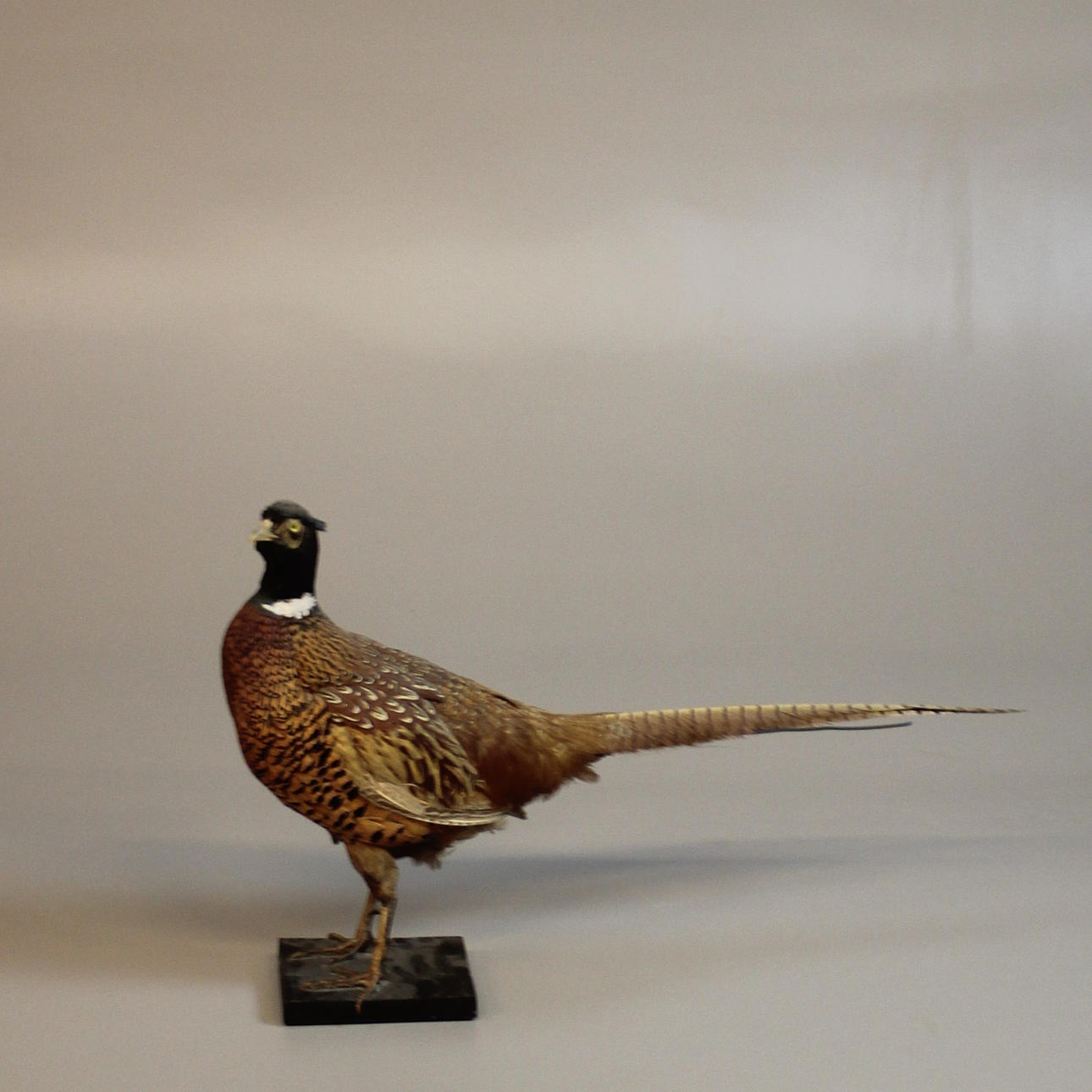 FASAN, hane. taxidermi.