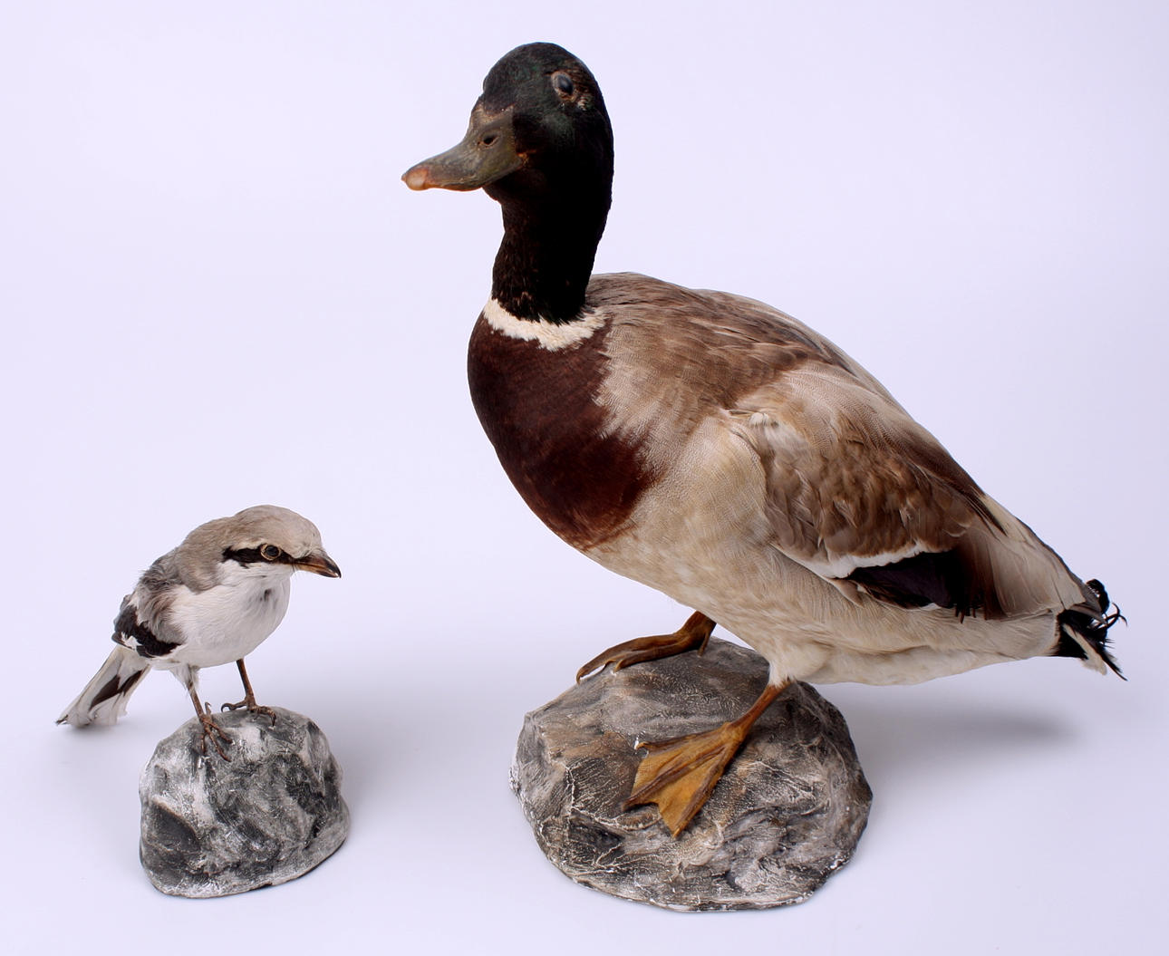 GRÄSAND + VARFÅGEL, uppstoppade.