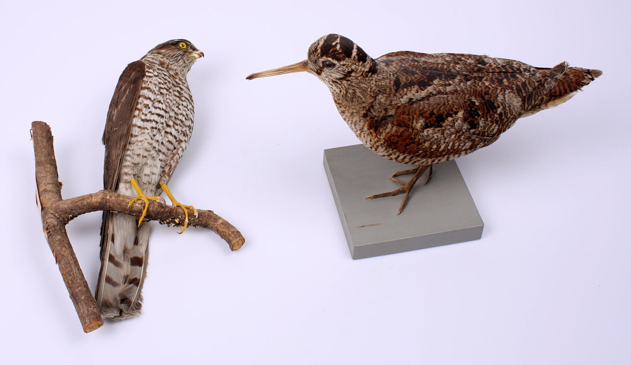 MORKULLA + SPARVHÖK, uppstoppade.