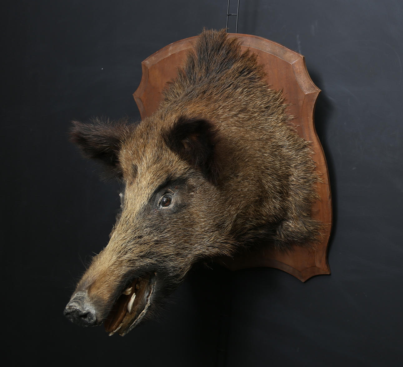 TROPHY, boar's head.