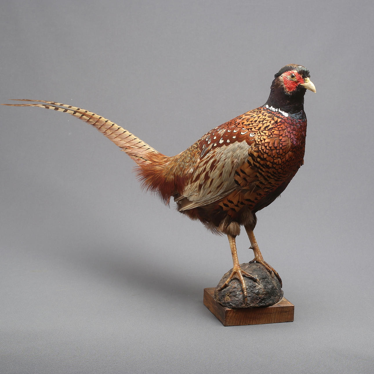 TOP DE FAISÁN, relleno.