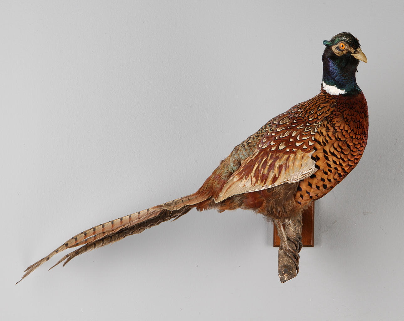 FASAN, uppstoppad, 1900-tal.