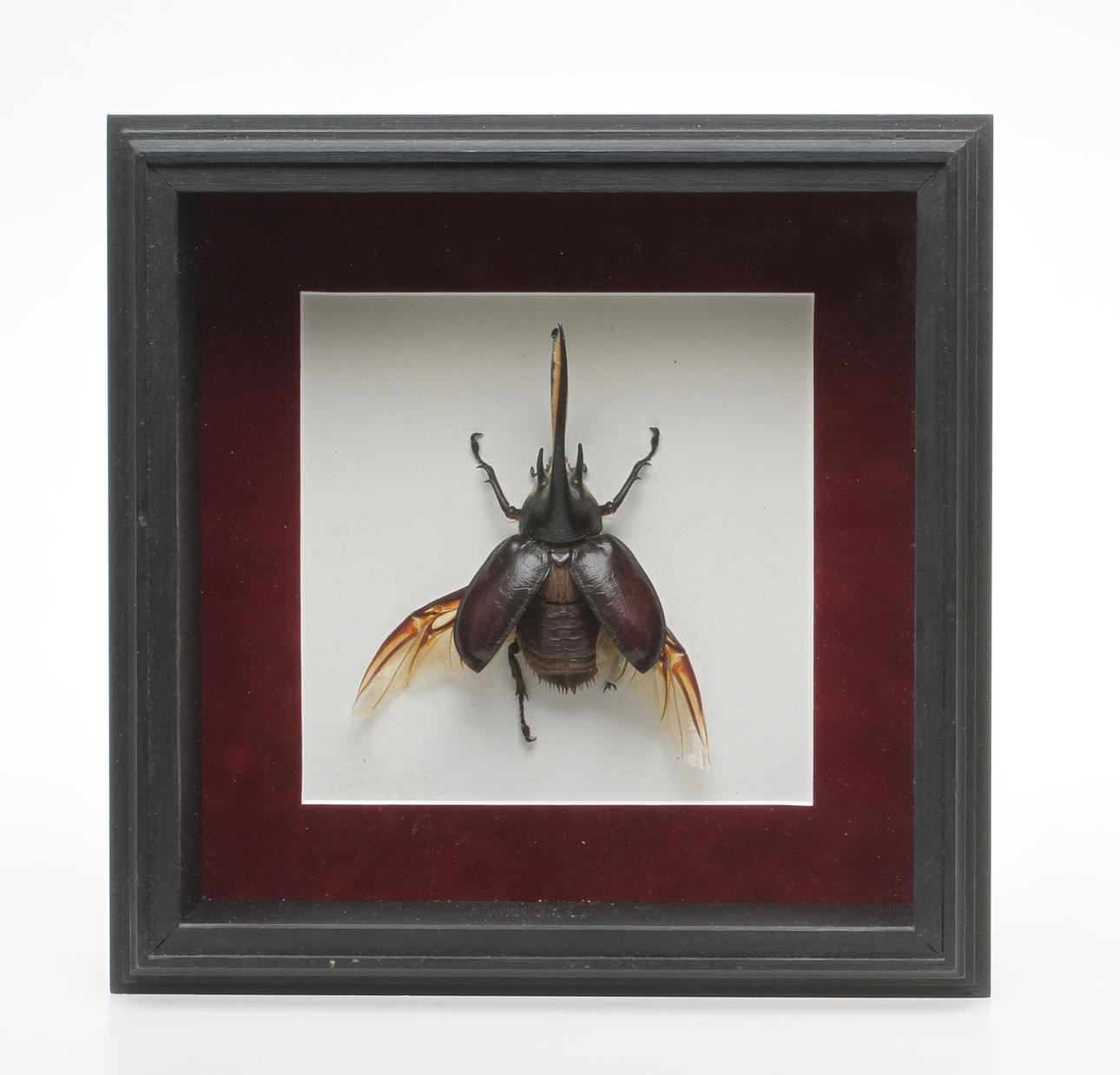 SKALBAGGE, Dynastes hercules, sk. Herkulesbagge.