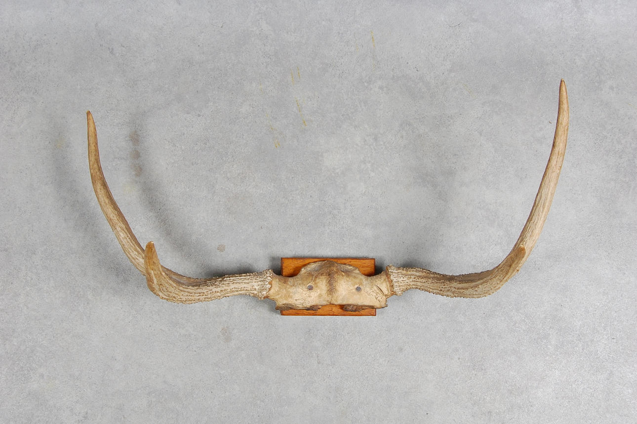 ÄLGHORN, 1900-talets första del.