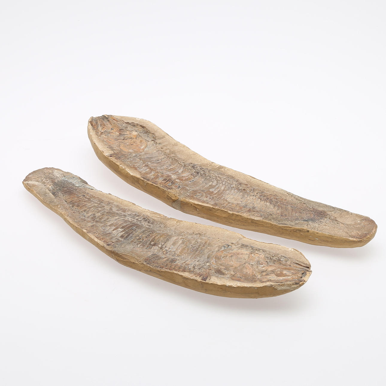 FISKFOSSIL, I 2 DELAR.