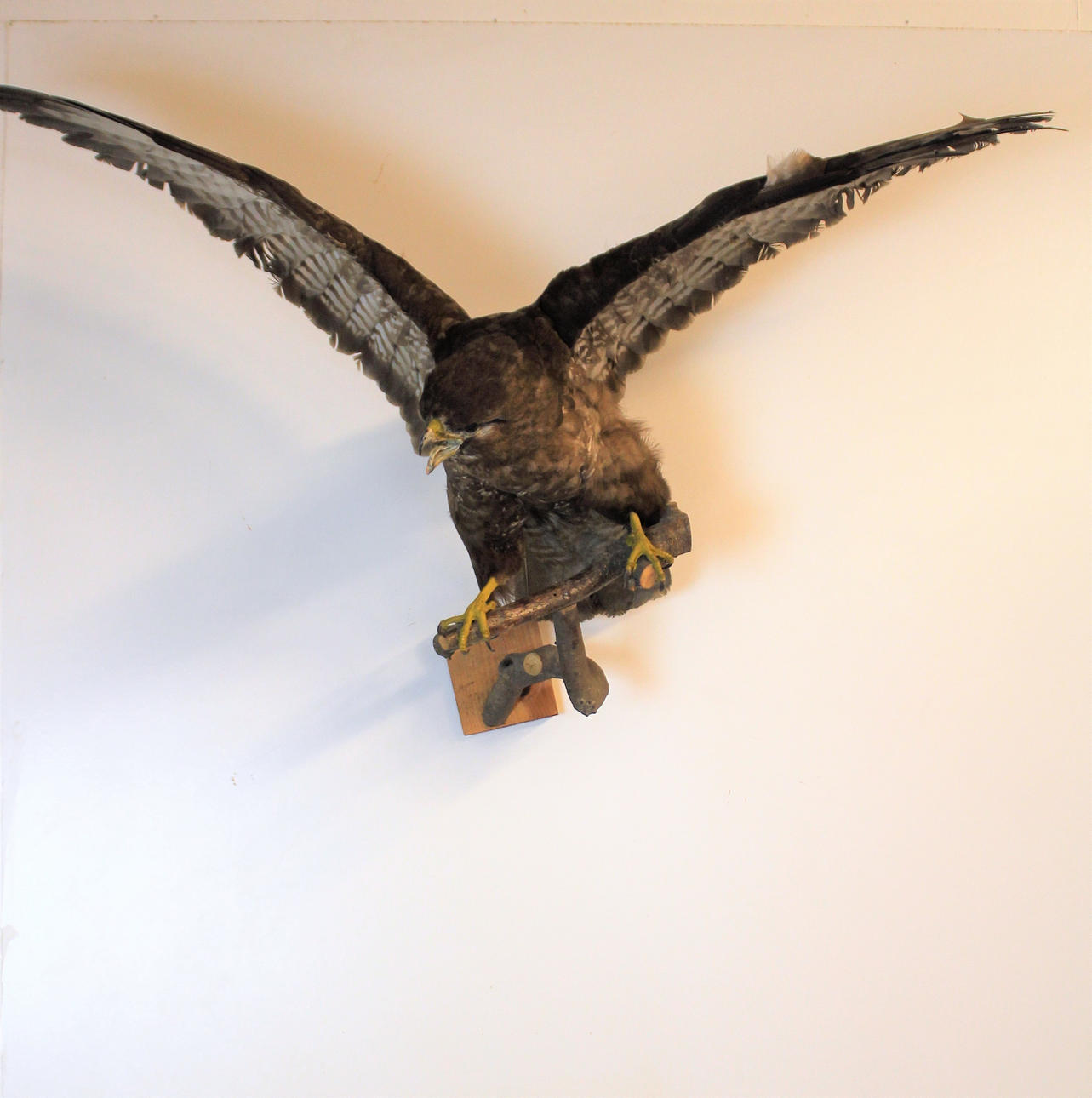 STUFFED BIRD, taxidermy buzzard.