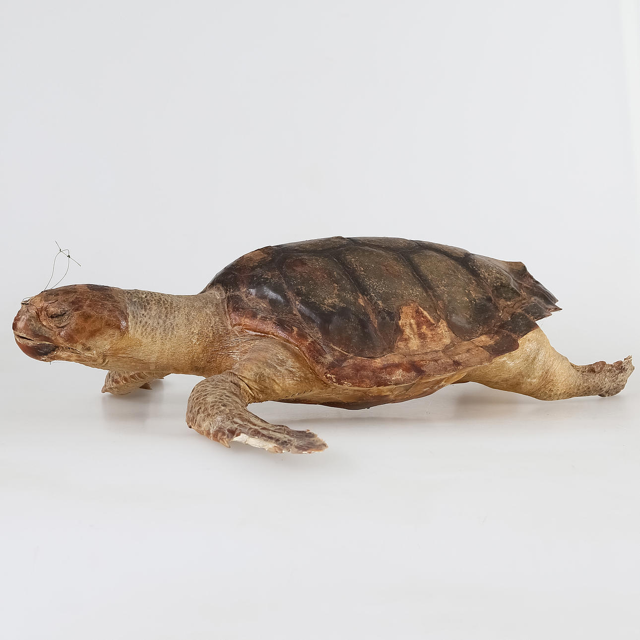 Kilpikonna, täytetty, iso.