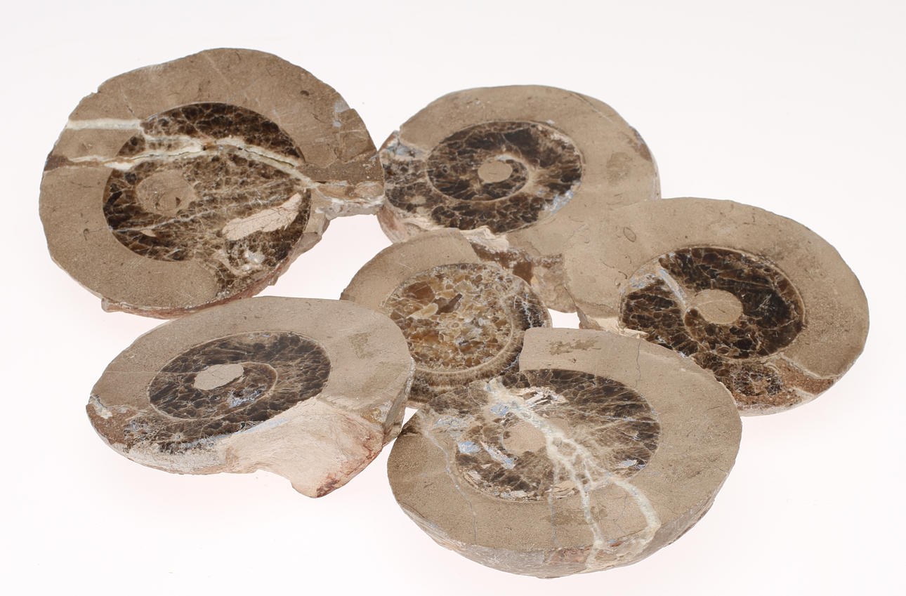 FOSSILER 6 st, ammoniter.