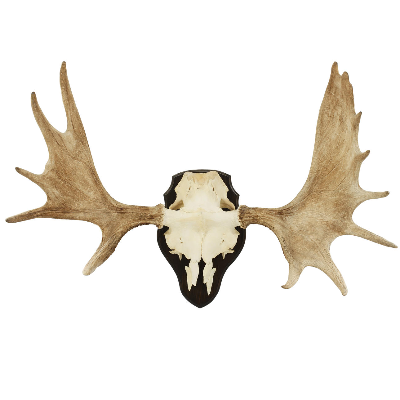 ÄLGHORN, monterad på träplatta.