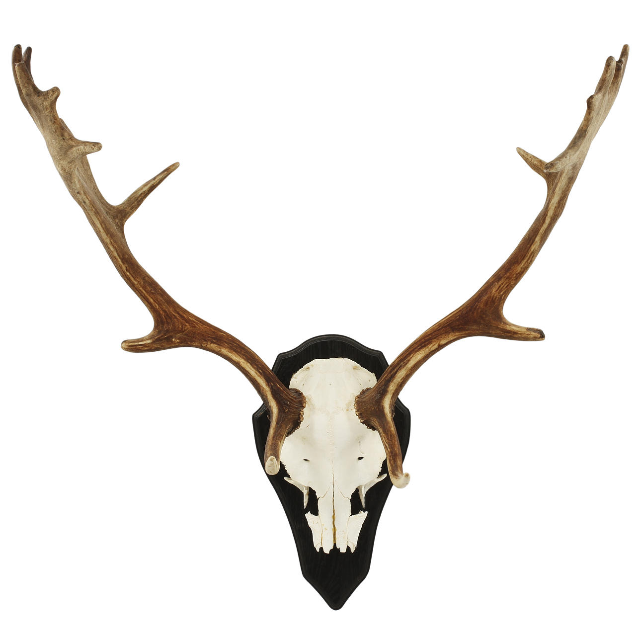 DOVHJORTSHORN, monterad på träplatta.