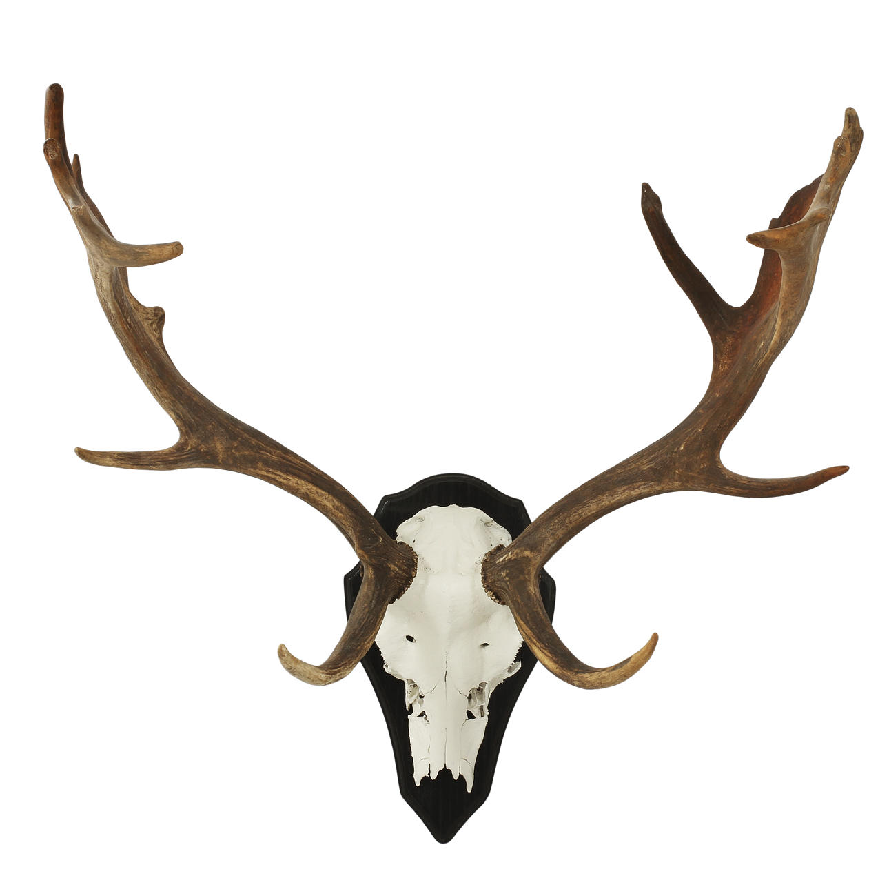 DOVHJORTSHORN, monterad på träplatta.