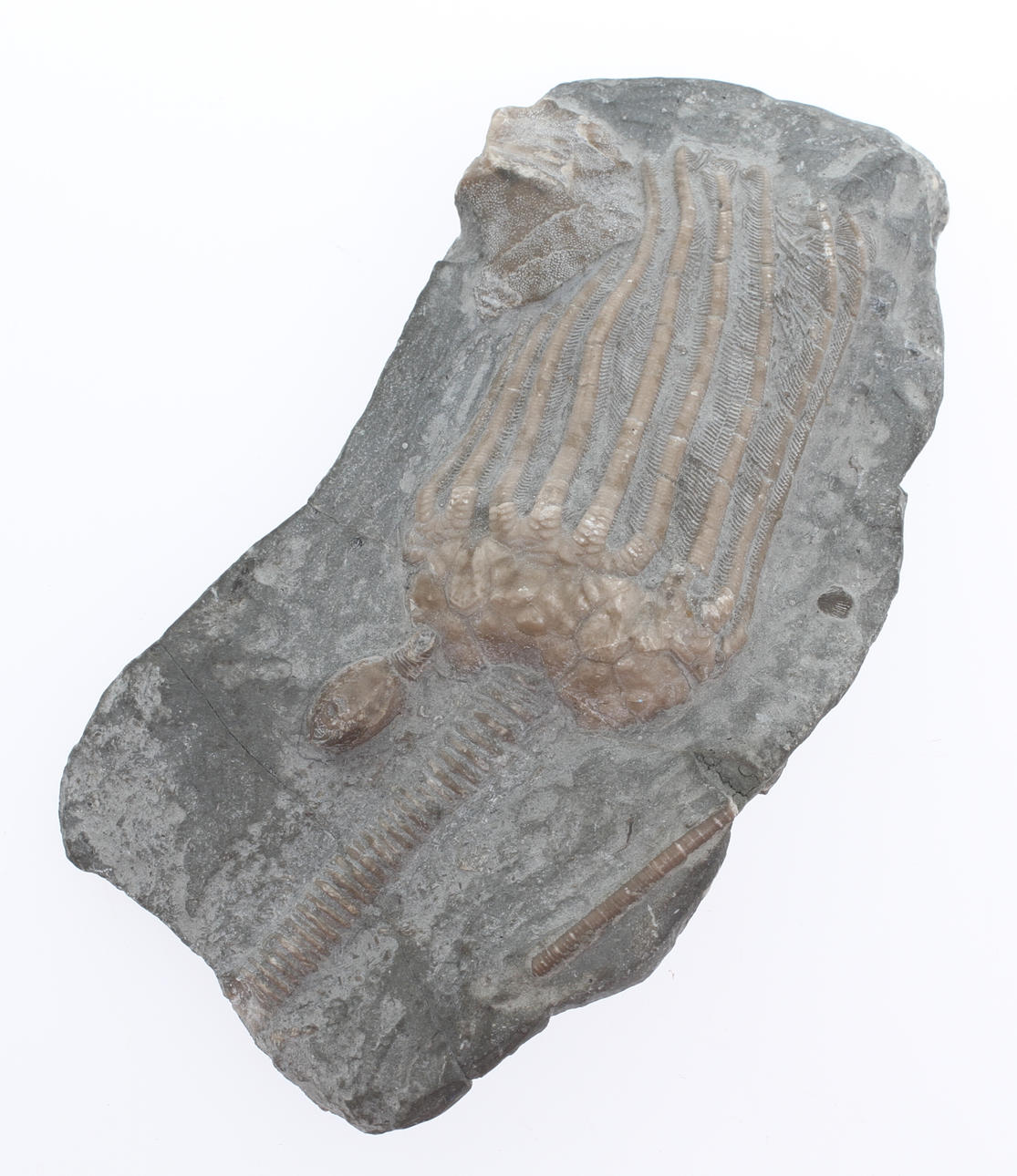 FOSSIL, Sjölilja.