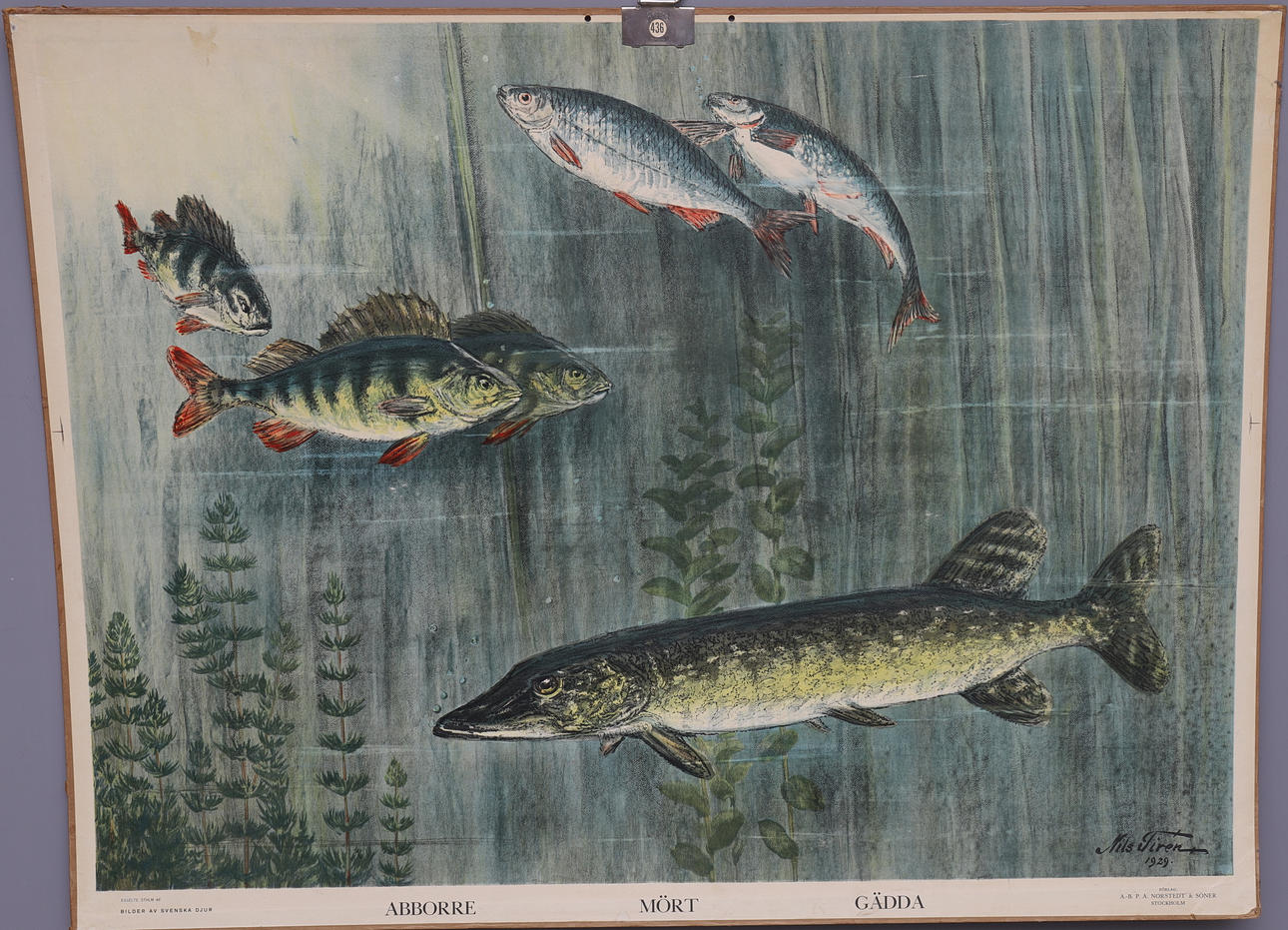 SKOLPLANSCH, Abborre, Mört, Gädda.