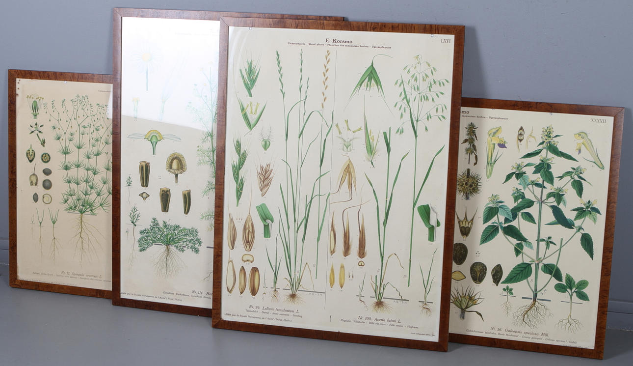 PLANSCHER 4 st, växter, E. Korsmo, Norsk Litografisk Officine Oslo.