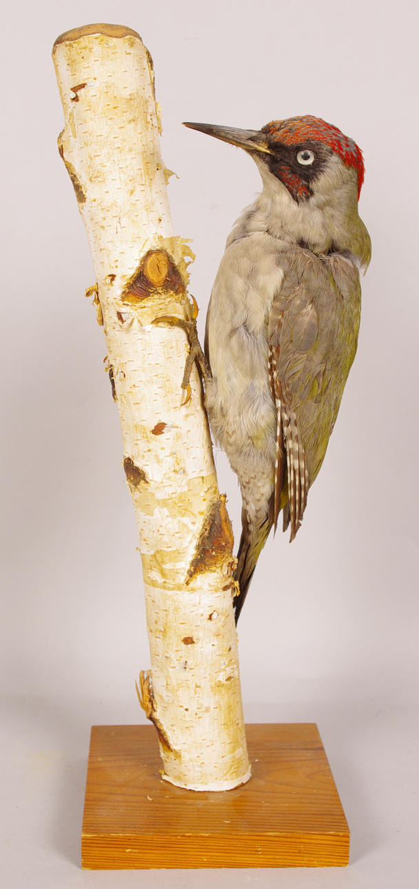 UPPSTOPPAD FÅGEL, gröngöling.