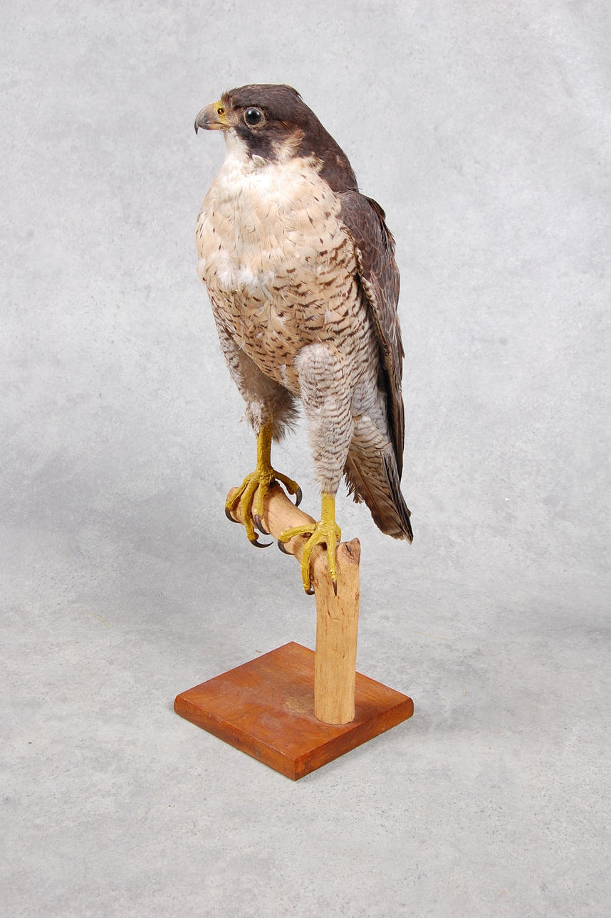 FALK, uppstoppad, uppstoppad i Kågeröd 1943.