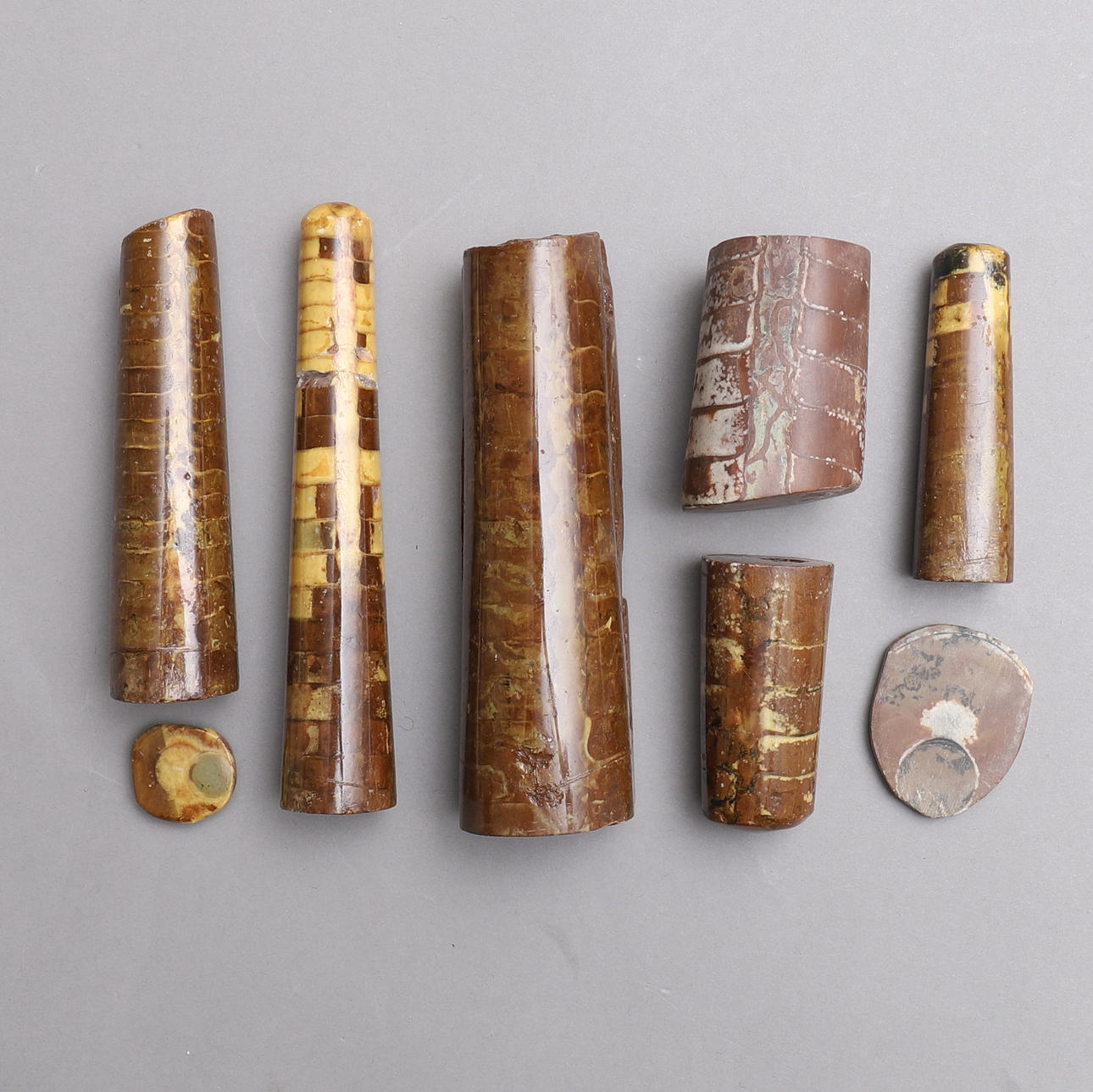 FOSSILER, 6+2 st, ortoceratiter.