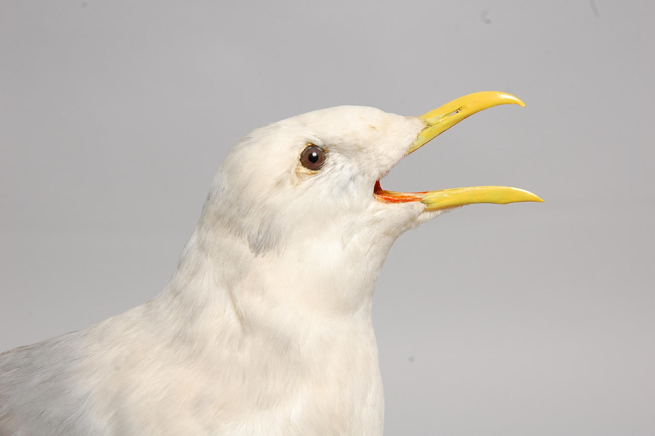 MÅS, tre tåig, uppstoppad.