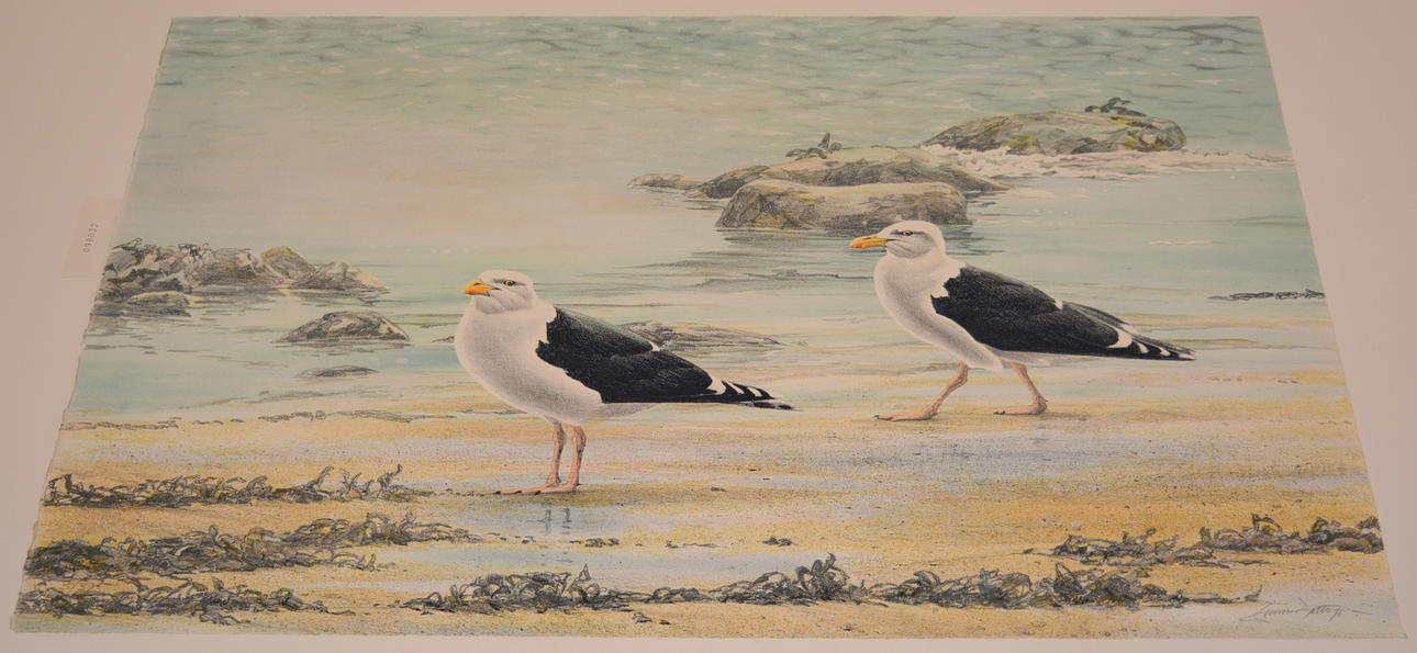 GUNNAR PETTERSON. Puffins. Lithograph.