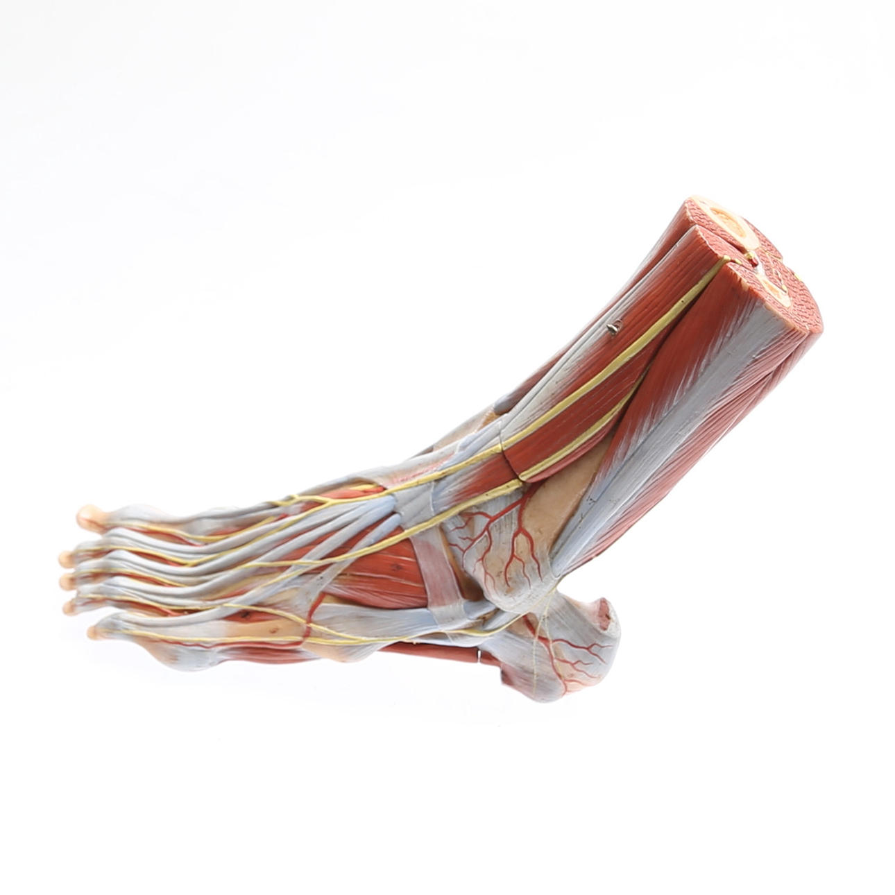 ANATOMISK MODELL, plast, 1900-tal.