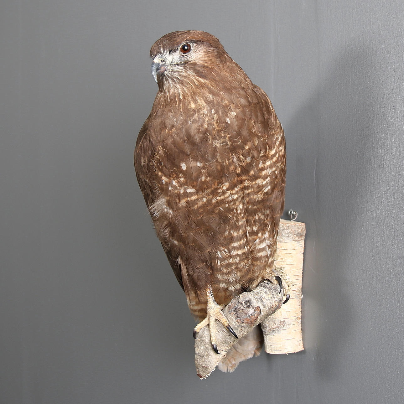 ORMVRÅK, väggmonterad, uppstoppad, 1900-talets mitt.