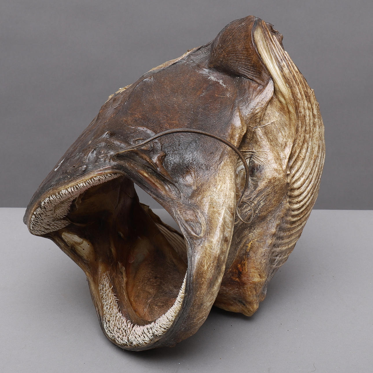 FISKHUVUD, uppstoppad, Mal.