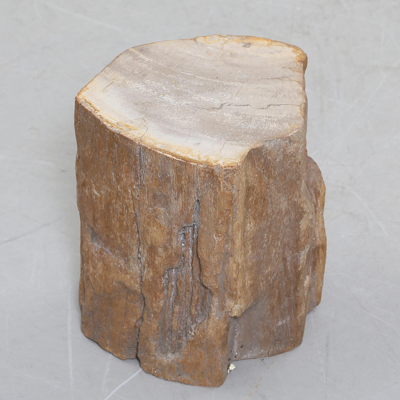 FOSSIL STUBBE, sten.