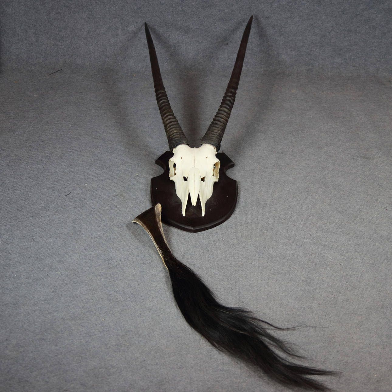 HUNTING TROPHY and TAIL, oryx skull with horns, height 116 cm