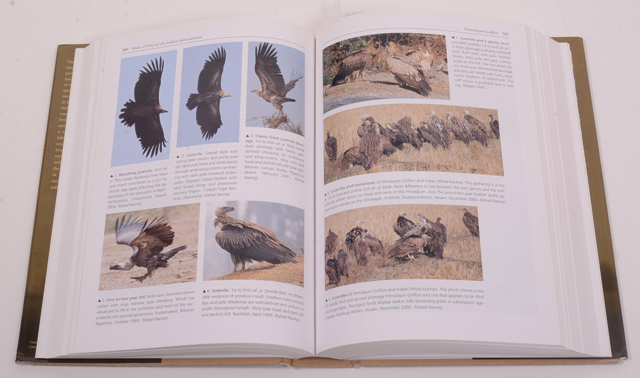 洋書 BIRDS OF PREY OF THE INDIAN SUBCONTINENT 洋書 BIRDS OF PREY OF THE INDIAN SUBCONTINENT Birds of Prey