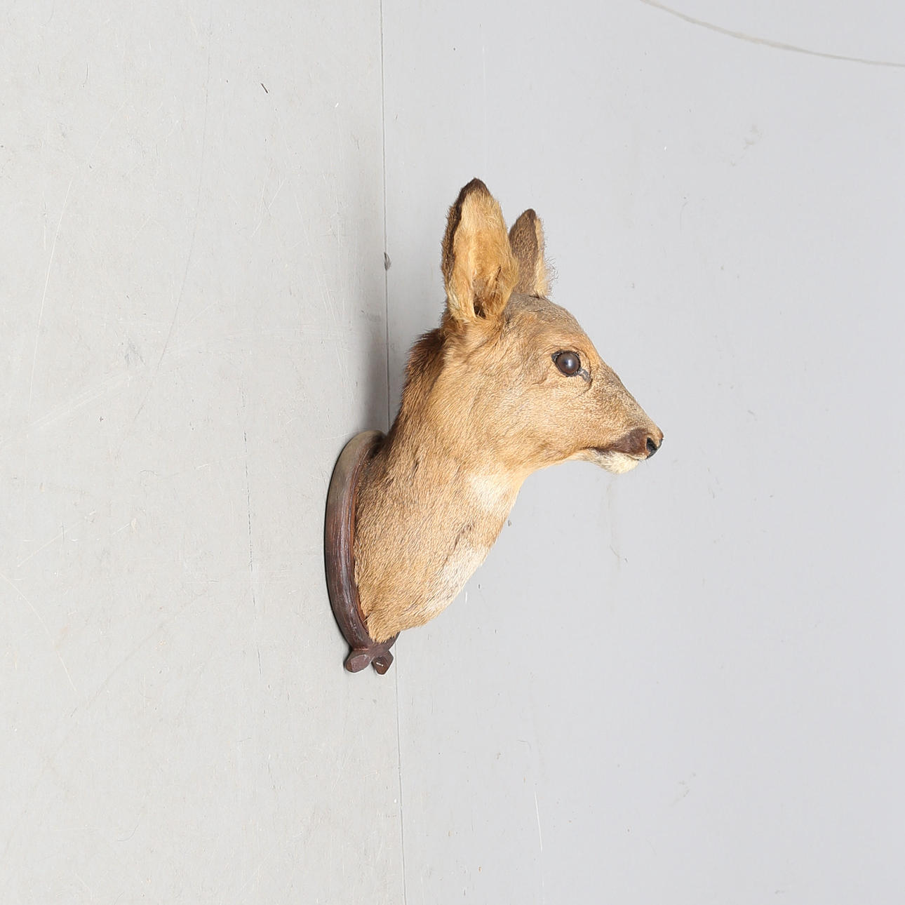 RÅDJURSHUVUD, jakttrofé.