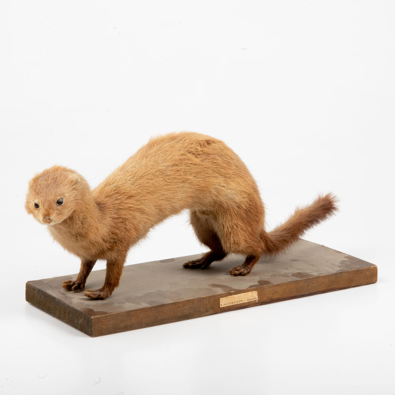 Täytetyt eläimet, fretti.