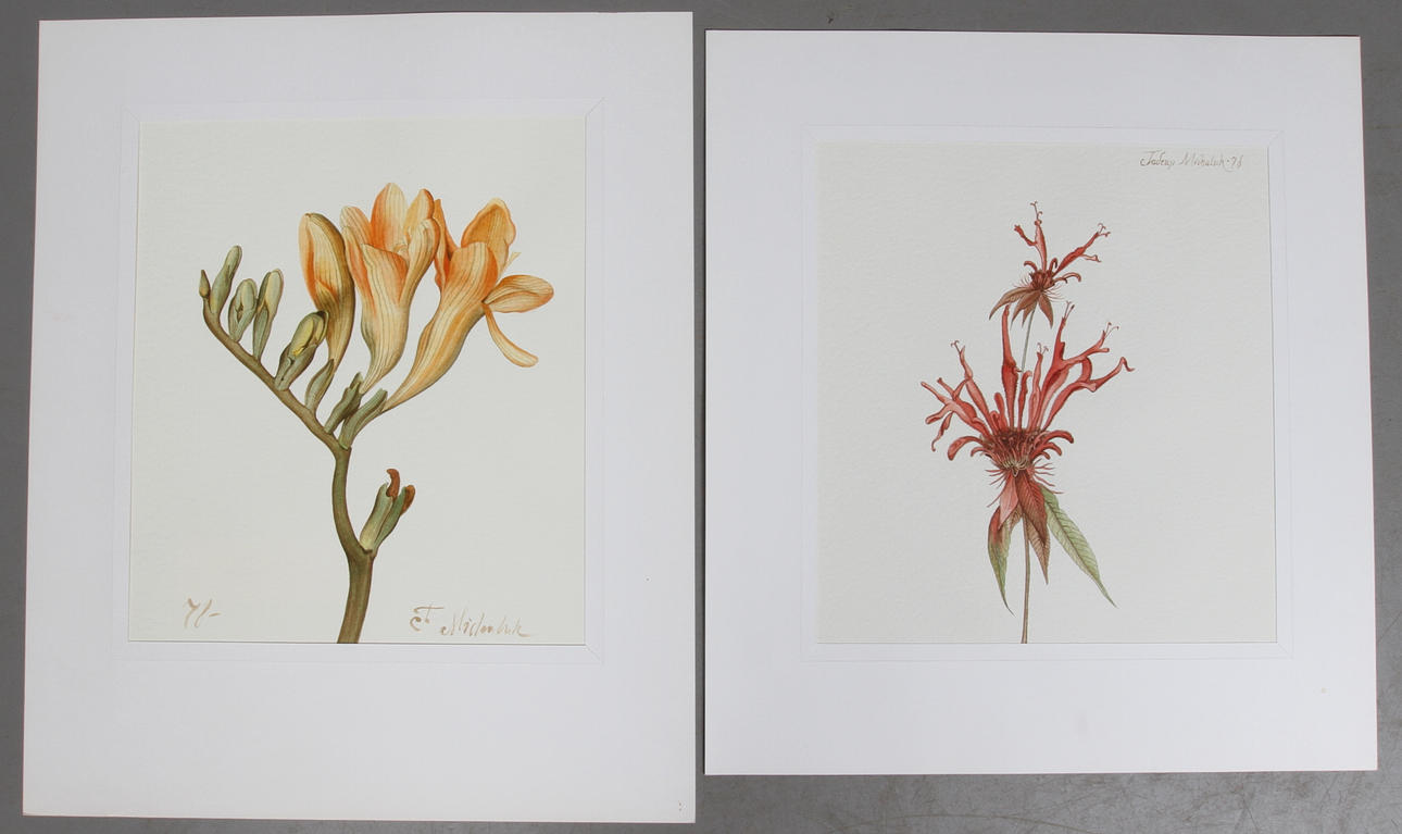 TADEUSZ MICHALUK. 2 st, blommor, akvarell, signerade samt daterad 78.