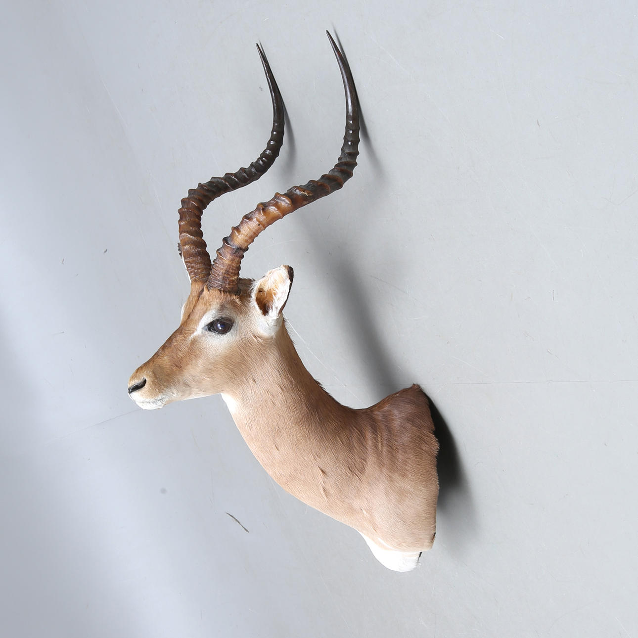 JAGTROFÆ, impala antilope, Afrika.