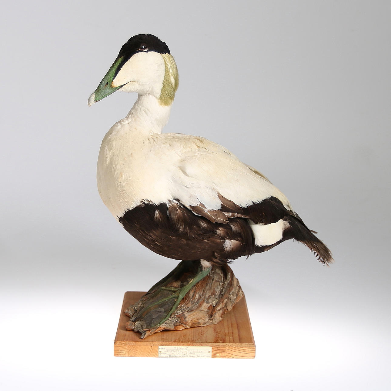 EJDER, uppstoppad, 1900-tal.