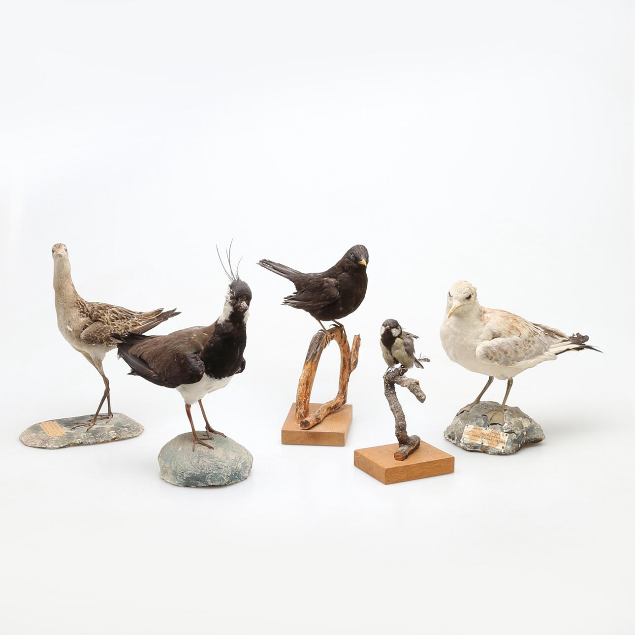 UPPSTOPPADE FÅGLAR, 5 st.