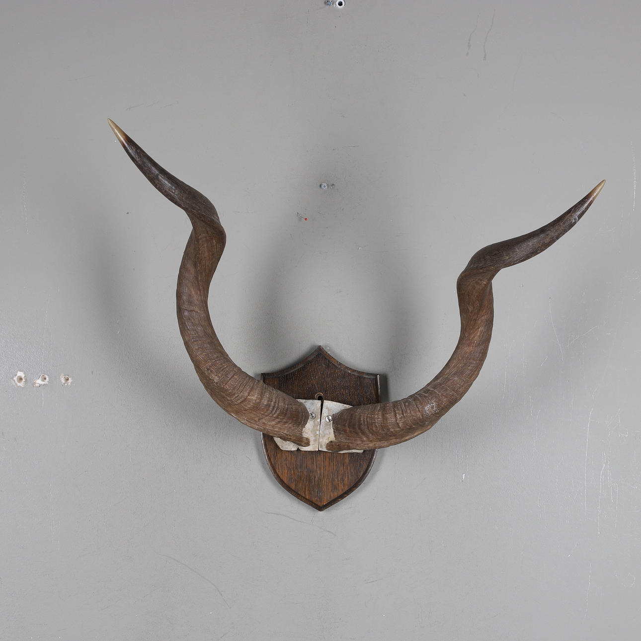 JAKTTROFÈ, Kudu Antilop.