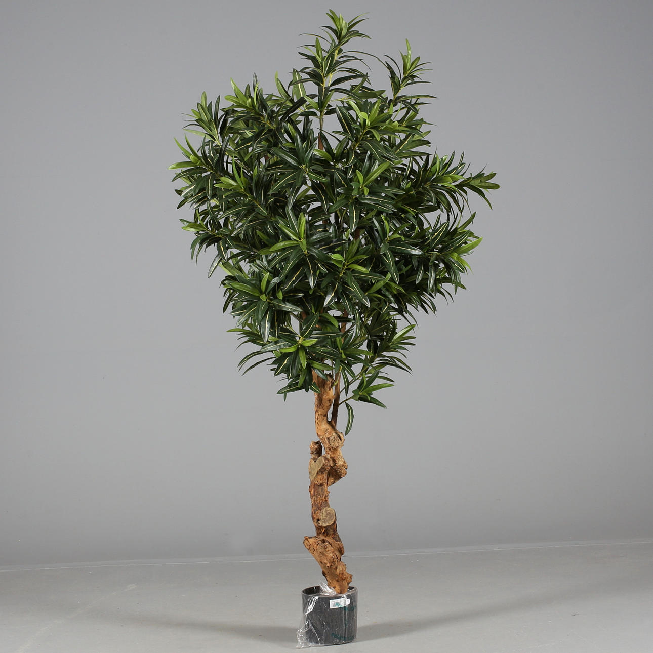 KONSTVÄXT, Fikus, 19/2000-tal.